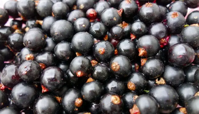Black Currant Flavor Guide