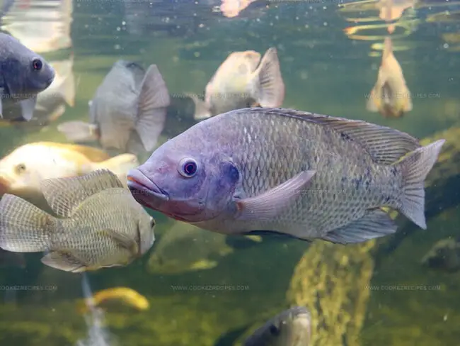 Taste of Tilapia Fish