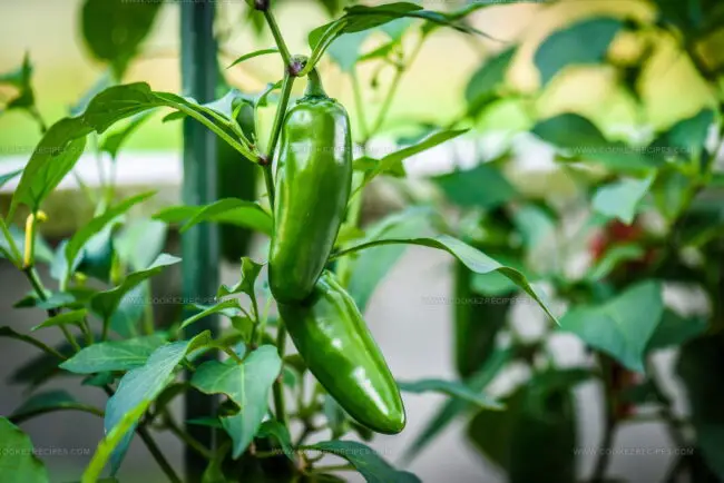 Jalapenos