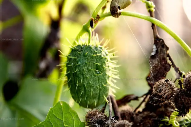 Exploding Cucumber (Cuchinito)