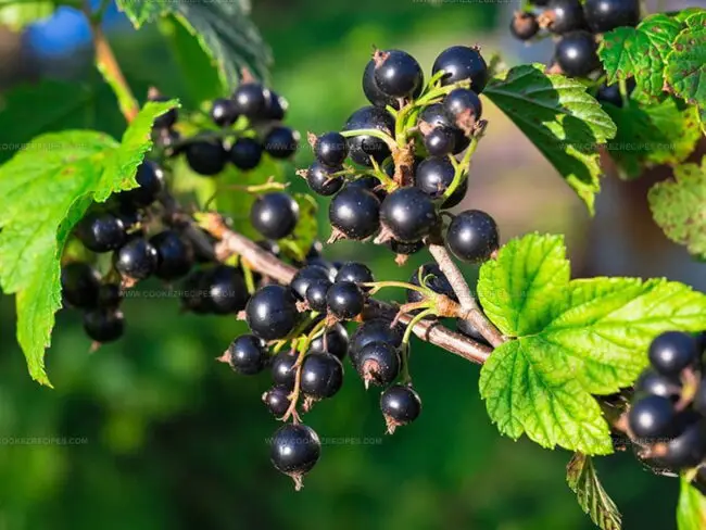 Black Currant vs. Blueberry