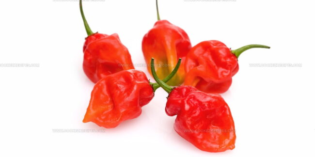 Datil Pepper
