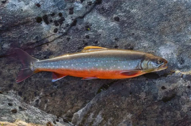 Ausseerland Saibling