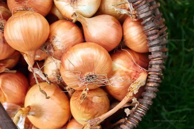 How Are Bulb Vegetables Stored to Maintain Freshness?