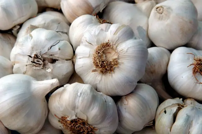 Aglio Bianco Polesano