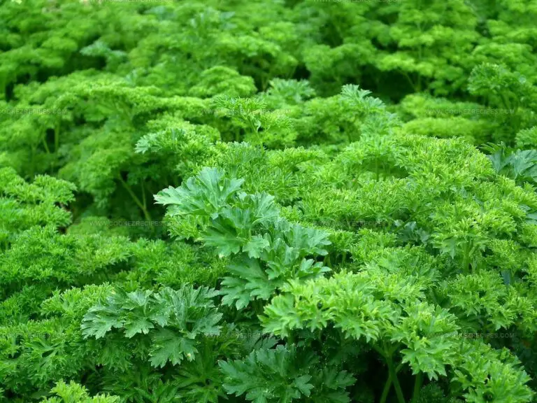 What Does Parsley Taste Like? It's Nature's Green Surprise!