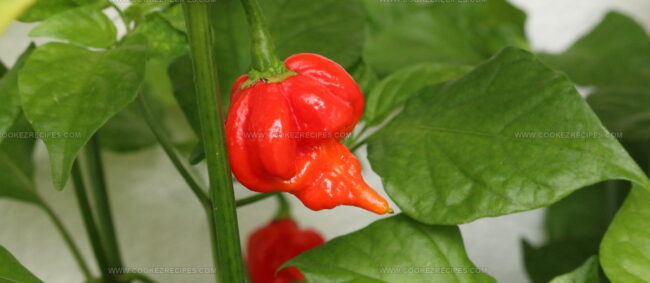Trinidad Scorpion Butch T