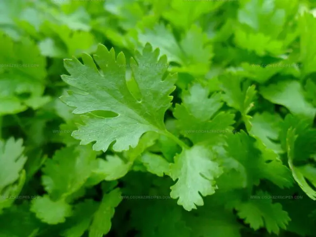 Parsley vs. Coriander