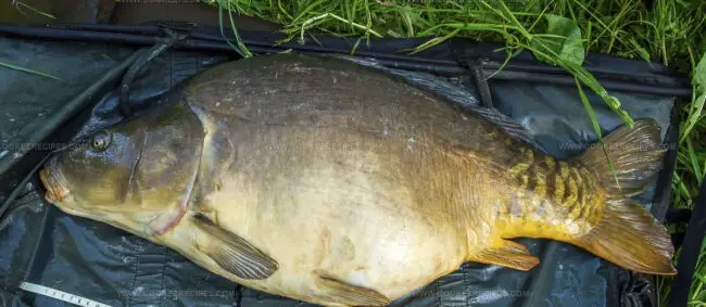 Karp Zatorski