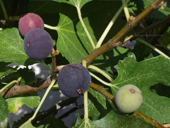 Flavor of Fig Fruit